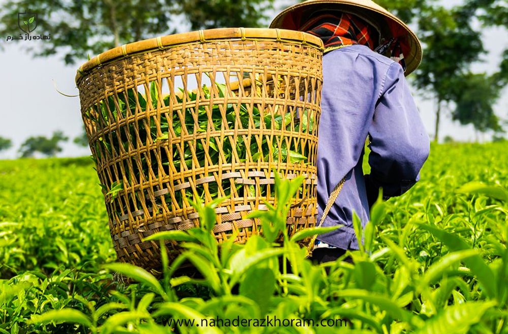 کاشت چای- نهاده راز خرم- شرکت پخش نهاده های کشاورزی نهاده راز خرم- فروشگاه کود و سم کشاورزی-
