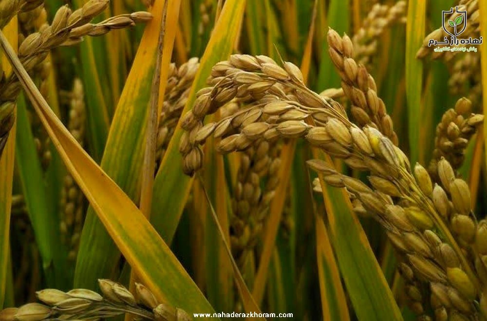 خرید گندم از مرز ۱۰ میلیون تُن گذشت
