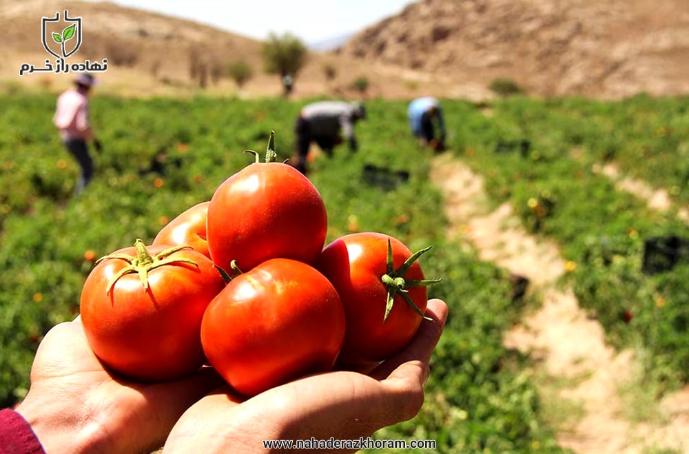 ایران در جایگاه ششم تولید گوجه فرنگی در جهان - شرکت پخش نهاده راز خرم