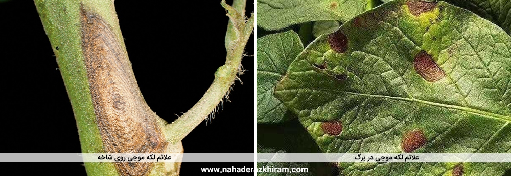 بیماری لکه موجی گوجه فرنگی