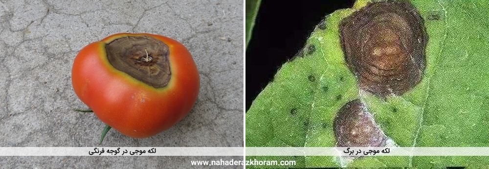 بیماری لکه موجی گوجه فرنگی