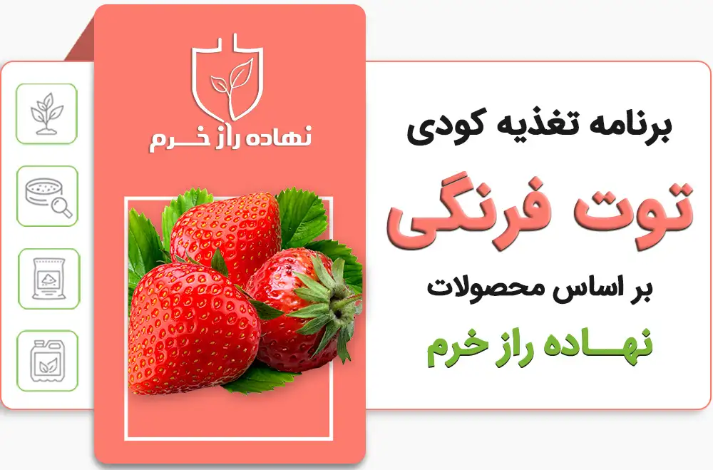 برنامه کودی توت فرنگی