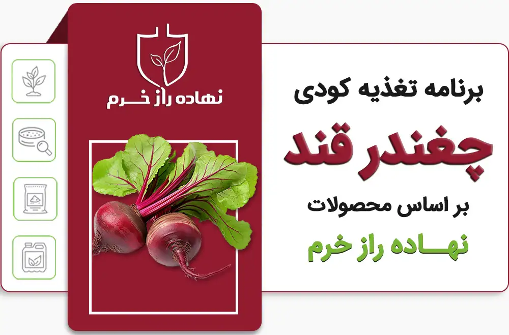 برنامه کوددهی چغندر