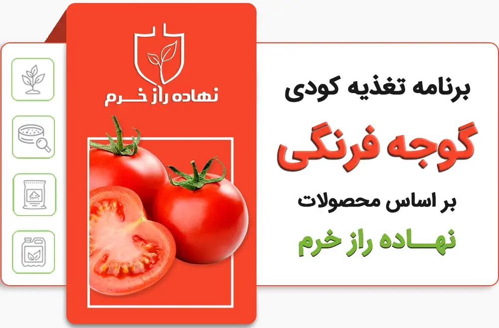 برنامه کوددهی گوجه فرنگی- شرکت پخش نهاده های کشاورزی نهاده راز خرم