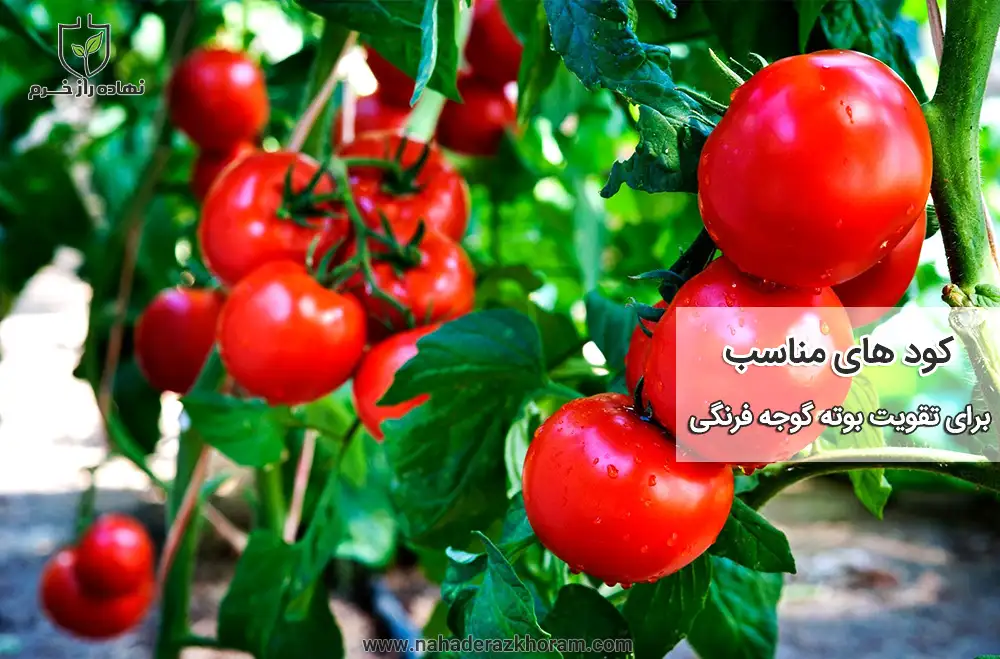 کودهای مناسب برای تقویت بوته گوجه فرنگی