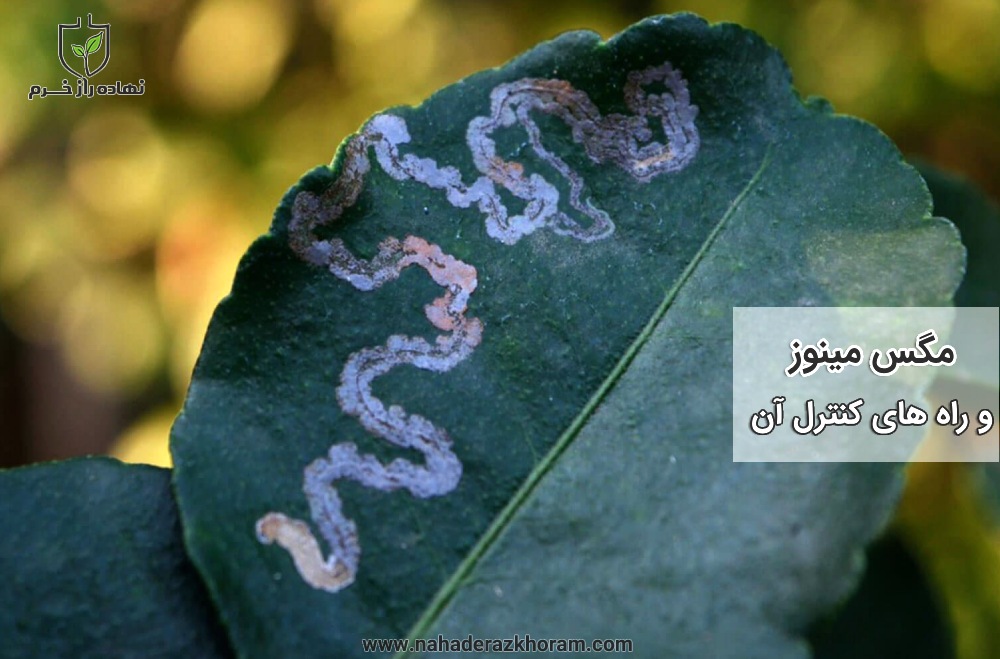 آنچه باید درباره مگس مینوز و راه های کنترل آن بدانید - شزکت پخش سم و کود کشاورزی نهاده راز خرم