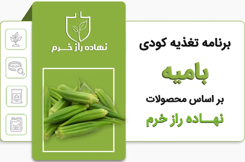 برنامه تغذیه کودی بامیه - شرکت پخش نهاده های کشاورزی نهاده راز خرم