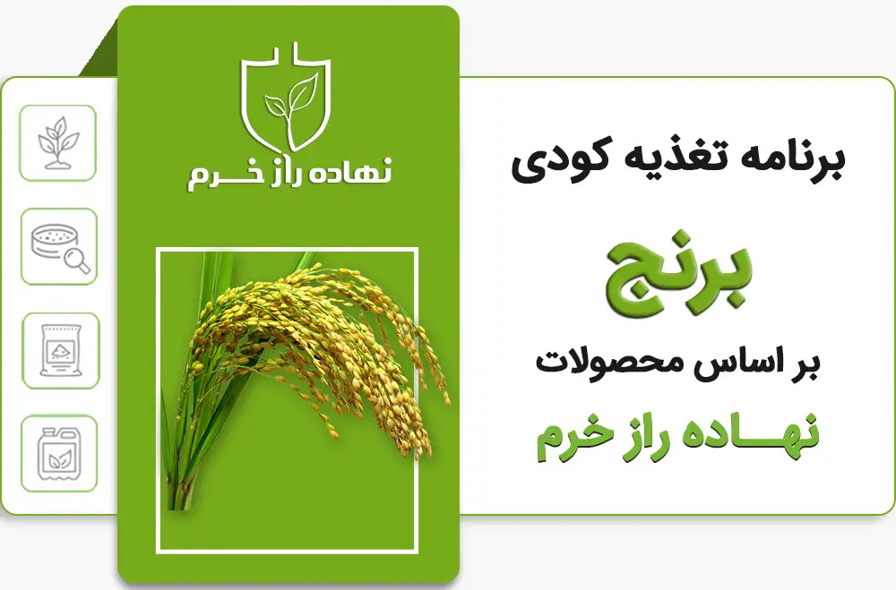 برنامه تغذیه کودی برنج - شرکت پخش نهاده های کشاورزی نهاده راز خرم