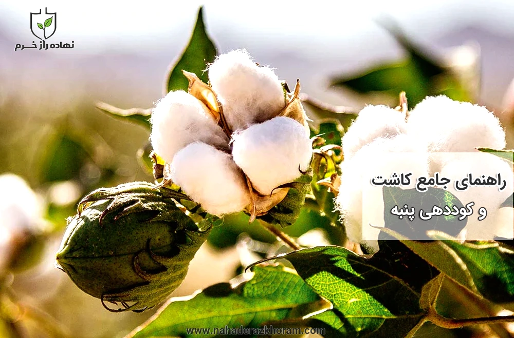 راهنمای جامع کاشت و کوددهی پنبه - شرکت پخش نهاده های کشاورزی نهاده راز خرم