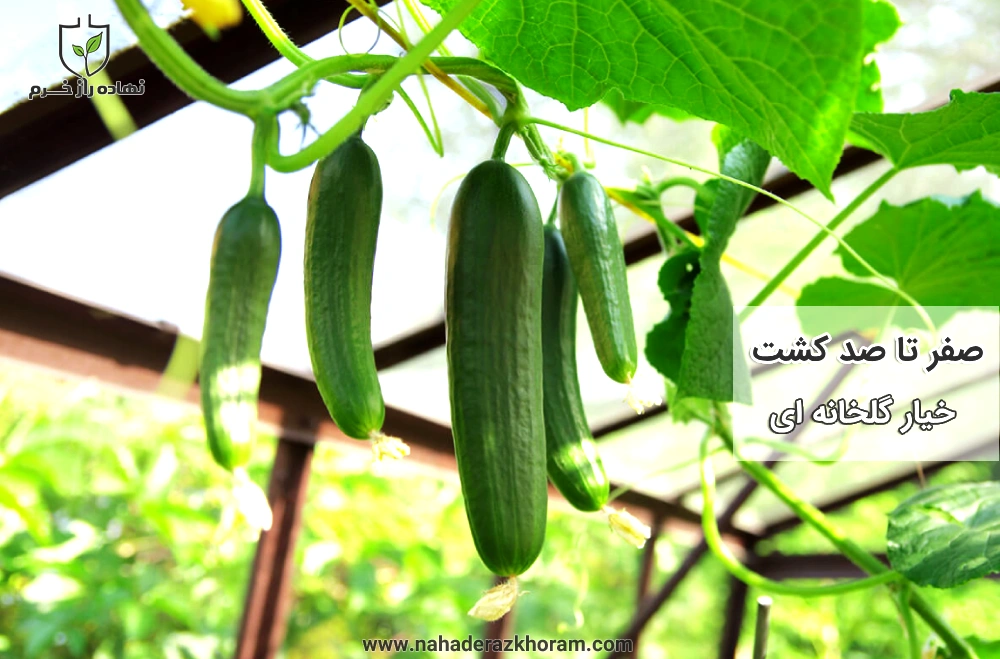 صفر تا صد کشت خیار گلخانه ای - شرکت پخش نهاده های کشاورزی نهاده راز خرم