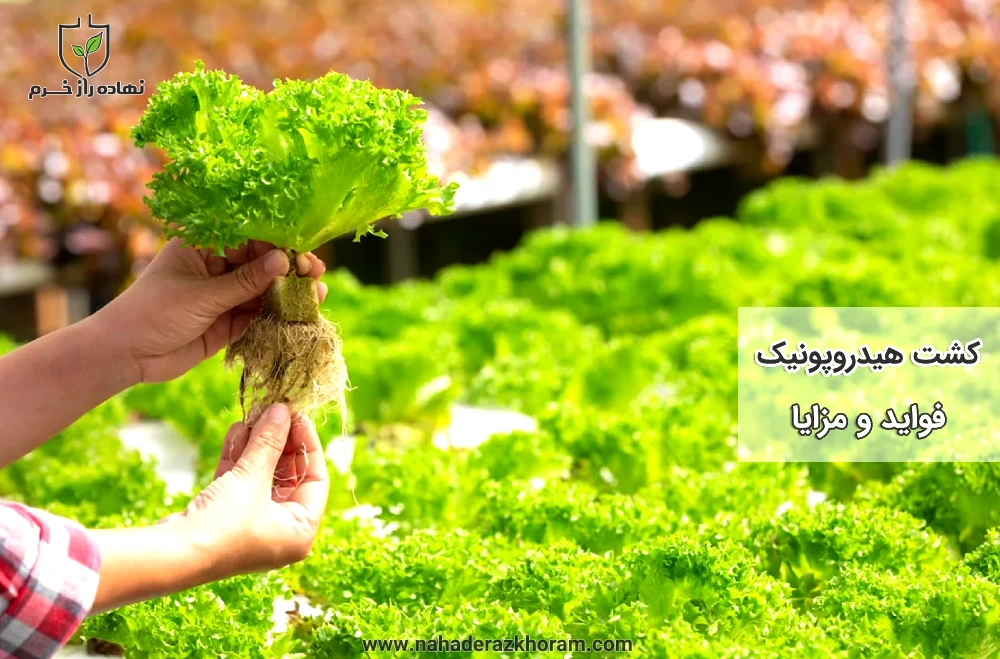 کشت هیدروپونیک و فواید و مزایای آن - شرکت پخش سم و کود کشاورزی نهاده راز خرم
