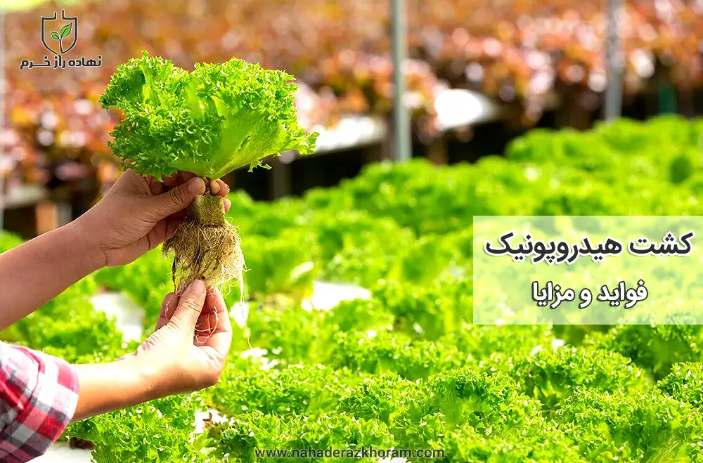 کشت هیدروپونیک و فواید و مزایای آن - شرکت پخش سم و کود کشاورزی نهاده راز خرم