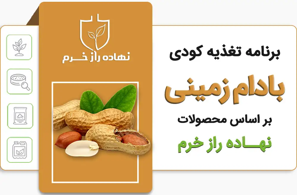 برنامه تغذیه کودی بادام زمینی - شرکت پخش نهاده های کشاورزی نهاده راز خرم