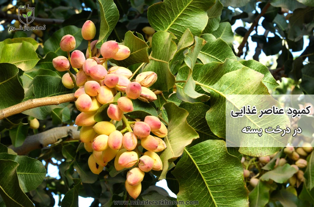 علائم کمبود عناصر غذایی در پسته- شرکت پخش نهاده های کشاورزی نهاده راز خرم