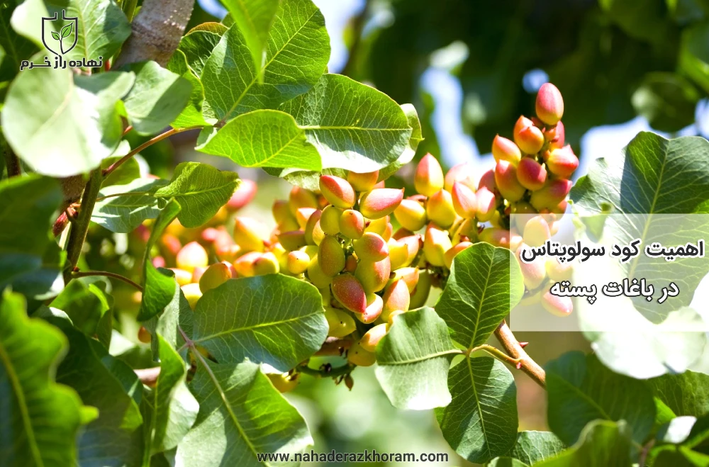 اهمیت کود سولوپتاس در باغات پسته