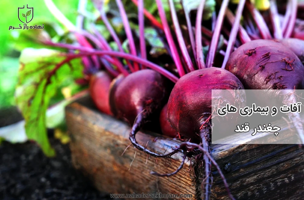 بررسی آفات و بیماری های رایج در چغندر قند در مزارع جنوب کشور