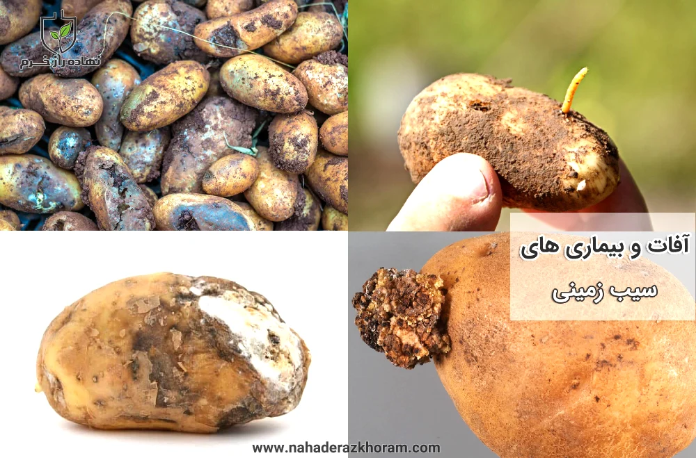 بررسی آفات و بیماری های سیب زمینی و راه های کنترل آنها