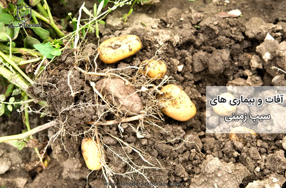 بررسی آفات و بیماری های سیب زمینی و راه های کنترل آنها
