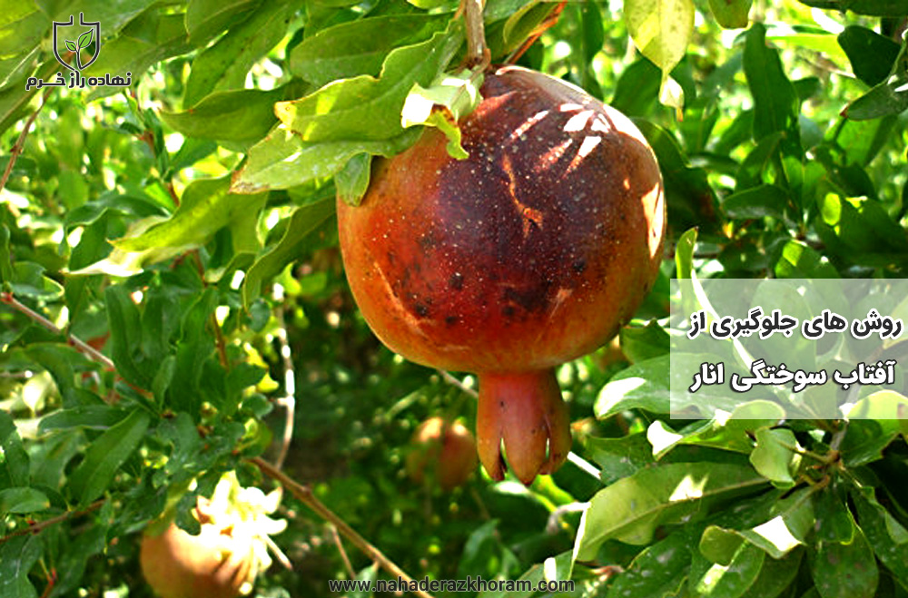 روش های جلوگیری از آفتاب سوختگی انار- شرکت پخش نهاده های کشاورزی نهاده راز خرم
