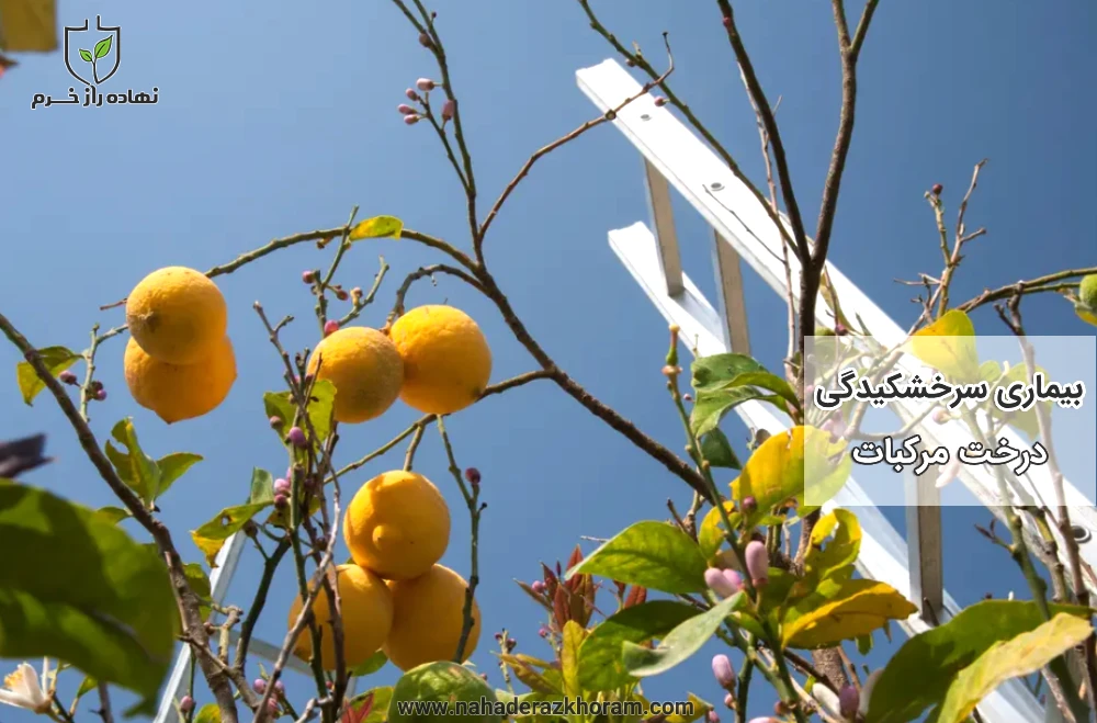 سرخشکیدگی درخت مرکبات -شرکت پخش سم و کود کشاورزی نهاده راز خرم