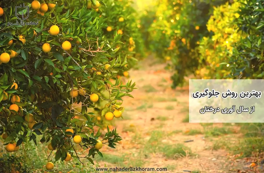 بهترین روش جلوگیری از سال آوری درختان- شرکت پخش سم و کود کشاورزی نهاده راز خرم